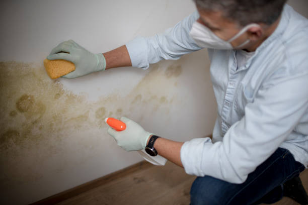 Best Mold Damage Restoration  in Langhorne, PA